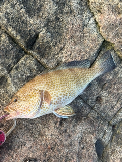 オオモンハタの釣果
