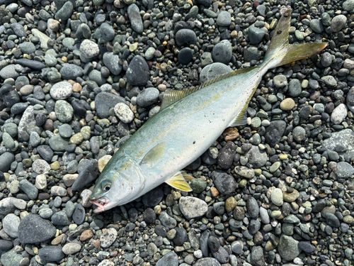ワカシの釣果