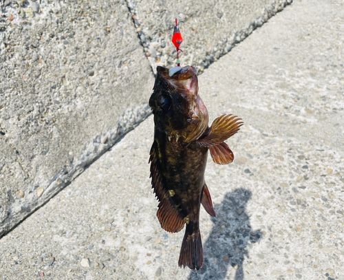 カサゴの釣果