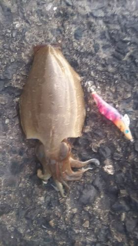 モンゴウイカの釣果