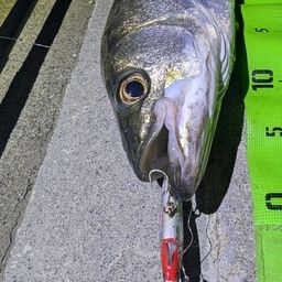シーバス