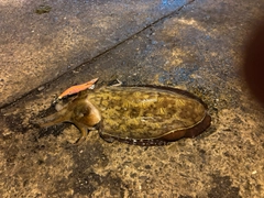 モンゴウイカの釣果