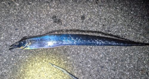 タチウオの釣果