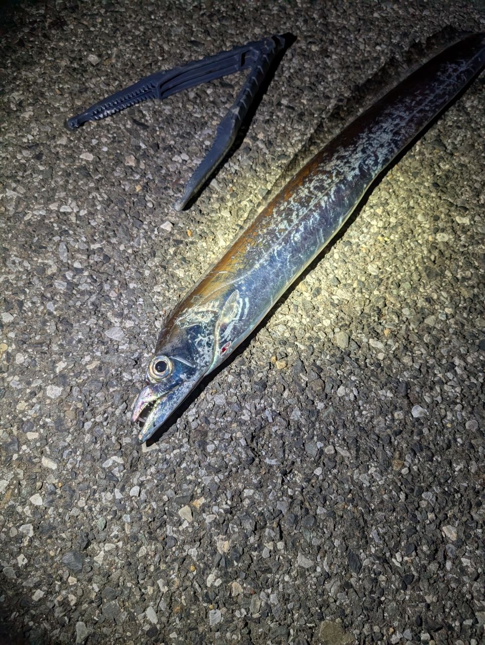 タチウオ