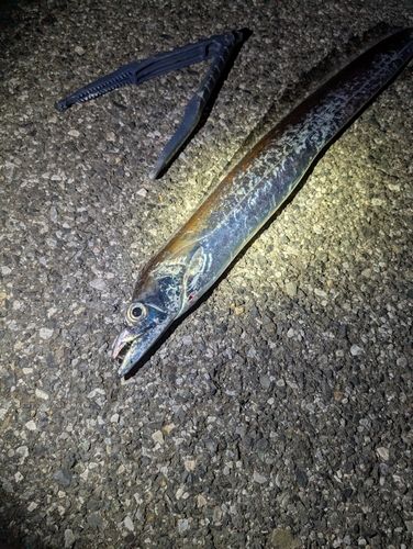 タチウオの釣果