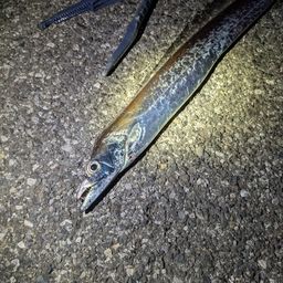 タチウオ