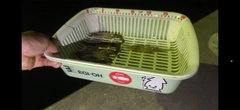 ムギイカの釣果