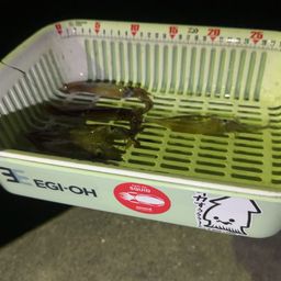 ムギイカ