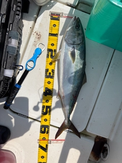 ワラサの釣果