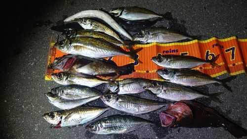 アジの釣果