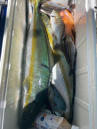 ヒラマサの釣果