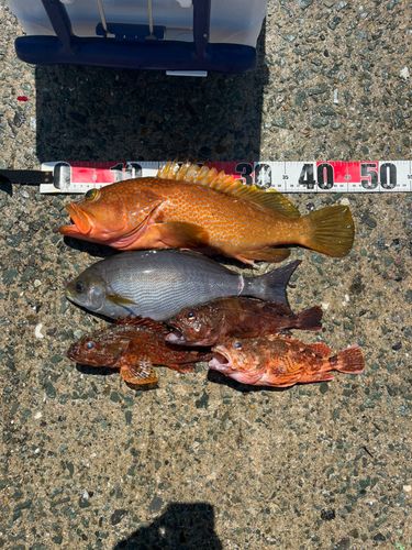 イサキの釣果