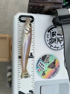 キスの釣果