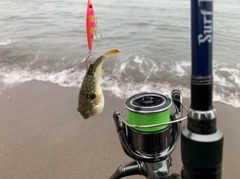 マゴチの釣果