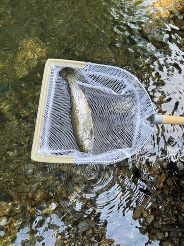 ニジマスの釣果