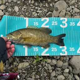 スモールマウスバス