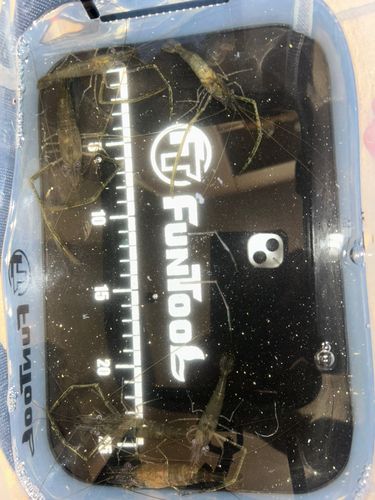 テナガエビの釣果