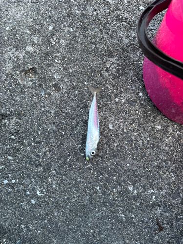 サバの釣果