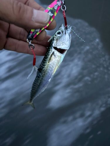 サバの釣果