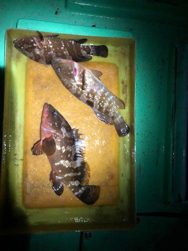 キジハタの釣果