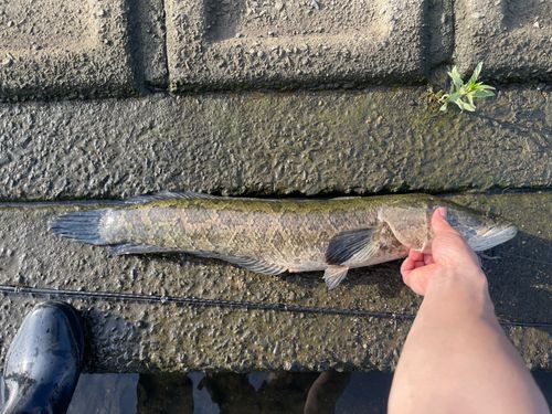 ライギョの釣果