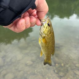 スモールマウスバス