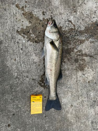 フッコ（マルスズキ）の釣果