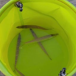 カマス