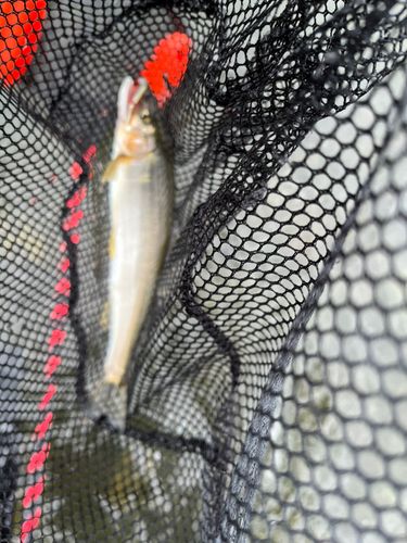 アユの釣果