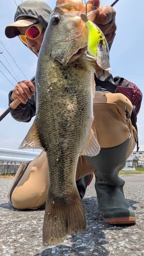 ブラックバスの釣果