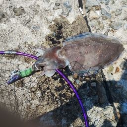モンゴウイカ