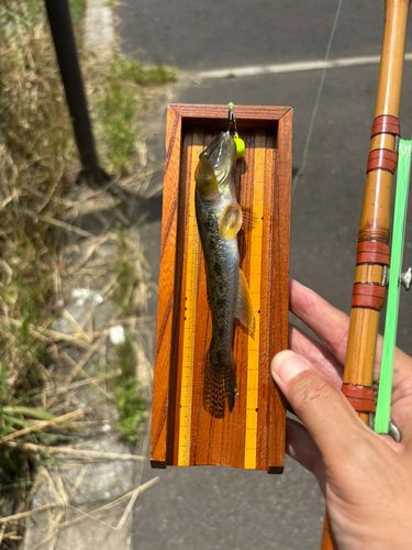 マハゼの釣果