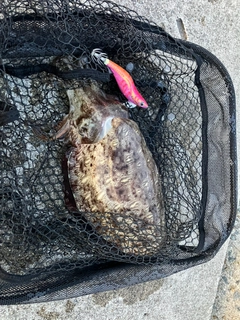 モンゴウイカの釣果