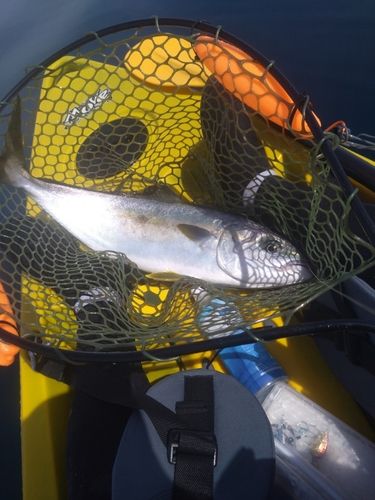 ヒラマサの釣果