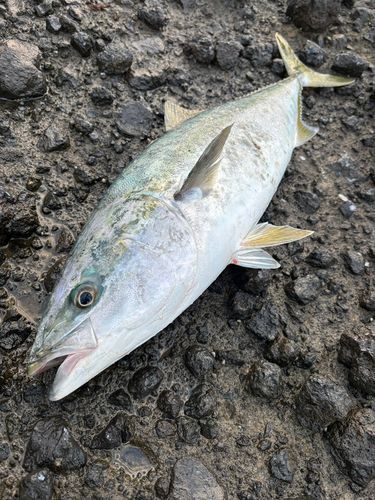 ワラサの釣果