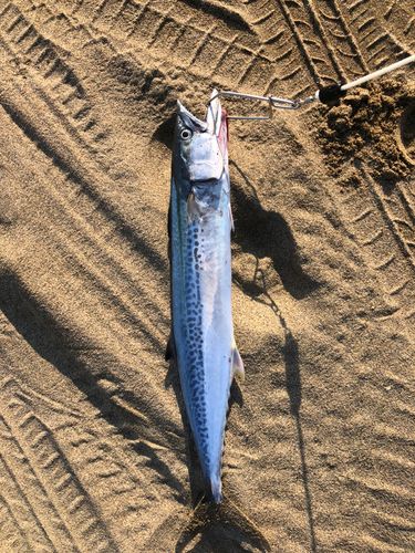 サゴシの釣果
