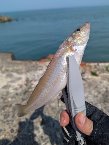 キスの釣果