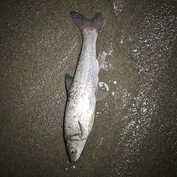ウグイ