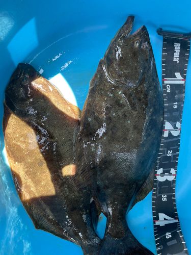 ヒラメの釣果