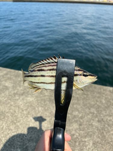 シマイサキの釣果