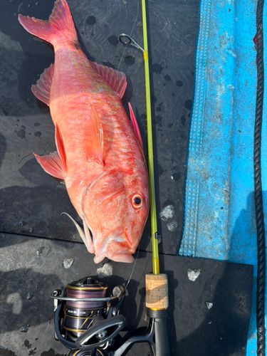オジサンの釣果