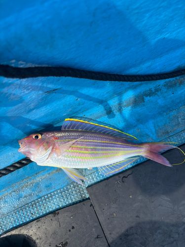 イトヨリダイの釣果