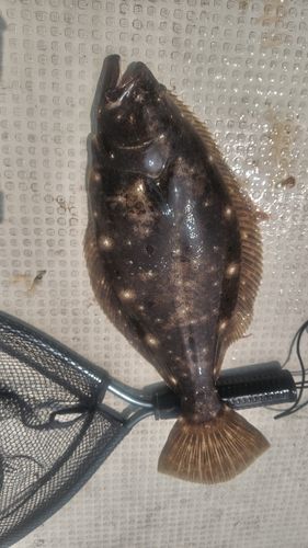 ヒラメの釣果