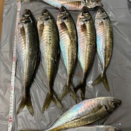 アジ