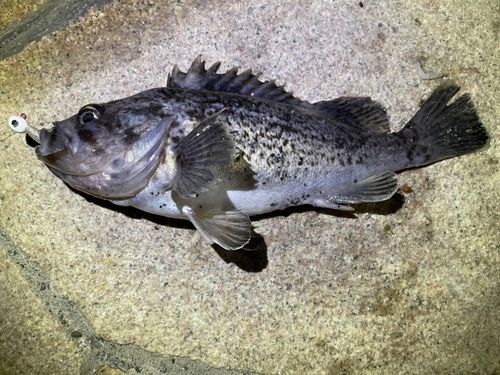 クロソイの釣果