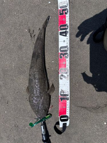 マゴチの釣果