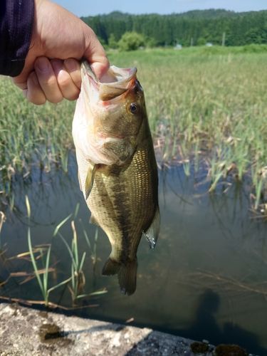 ブラックバスの釣果