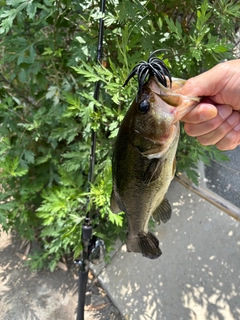 ラージマウスバスの釣果