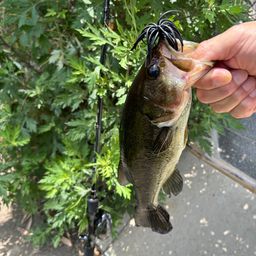 ラージマウスバス