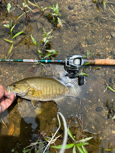 スモールマウスバスの釣果